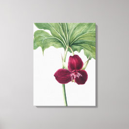 Söttrillium Botanical Print: Capturing Nature's Canvastryck