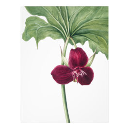 Söttrillium Botanical Print: Capturing Nature's Fototryck