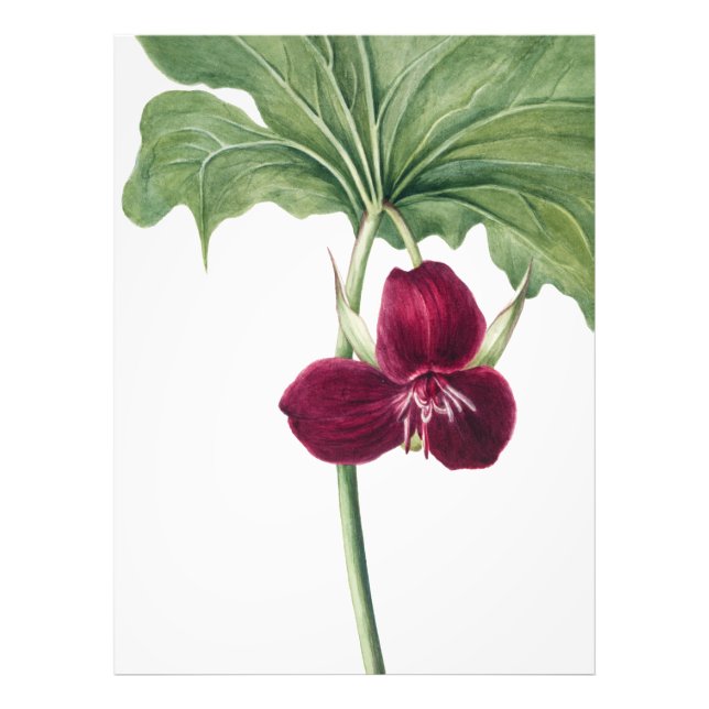 Söttrillium Botanical Print: Capturing Nature's Fototryck (Framsidan)