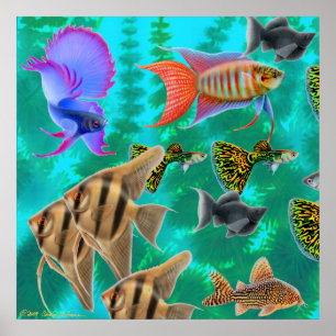 Sötvattens- akvariefiskaffisch poster