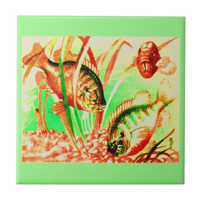 Sötvattenssolja Kakelplatta (Framsidan)