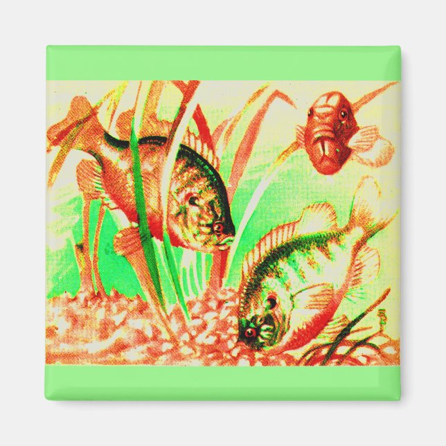 Sötvattenssolja Magnet (Framsidan)