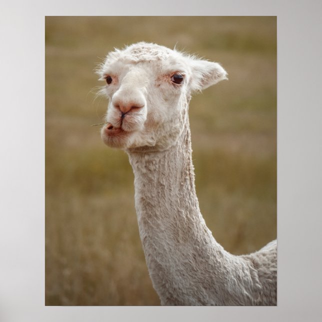 Sötvit alpaca djur poster (Framsidan)