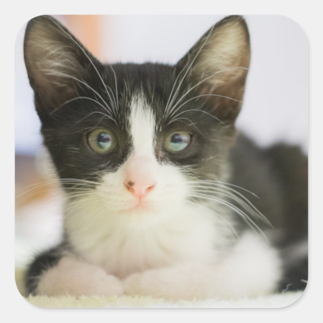 Sötvit och svart kattunge fyrkantigt klistermärke (Framsida)