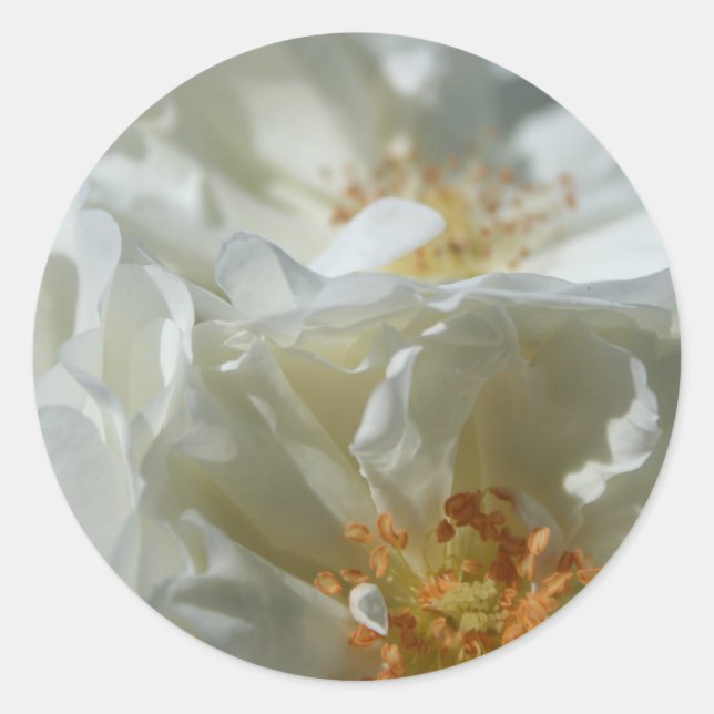 Sötvit rund Sticker 1 Runt Klistermärke (Framsida)