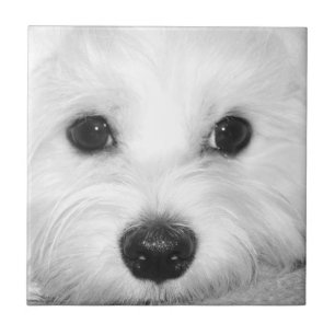 Soulful Gaze Maltese Hund's Endearing Ögon Kakelplatta