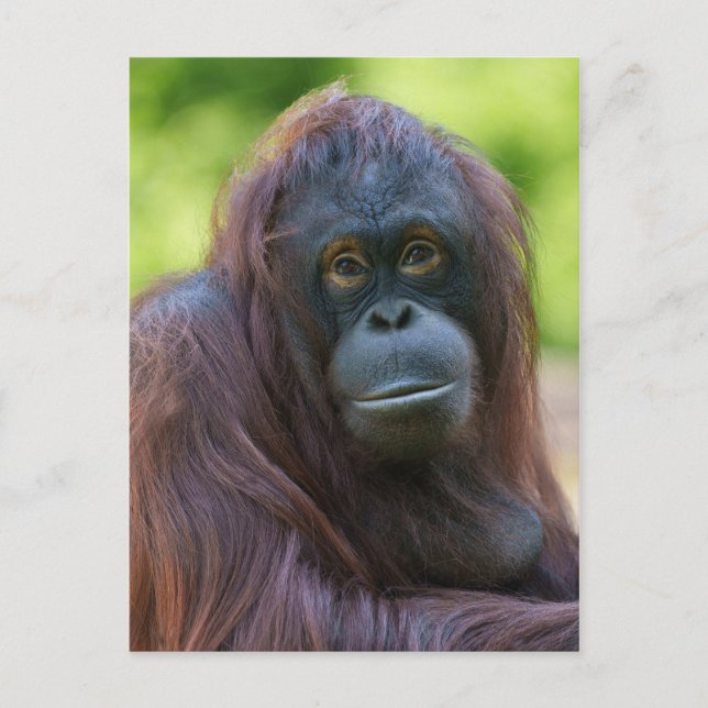 Soulful Orangutan Porträtt Vykort (Framsida)