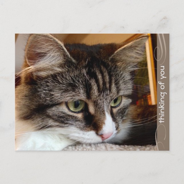 Soulful siberisk tanke på ditt vykort (Framsida)