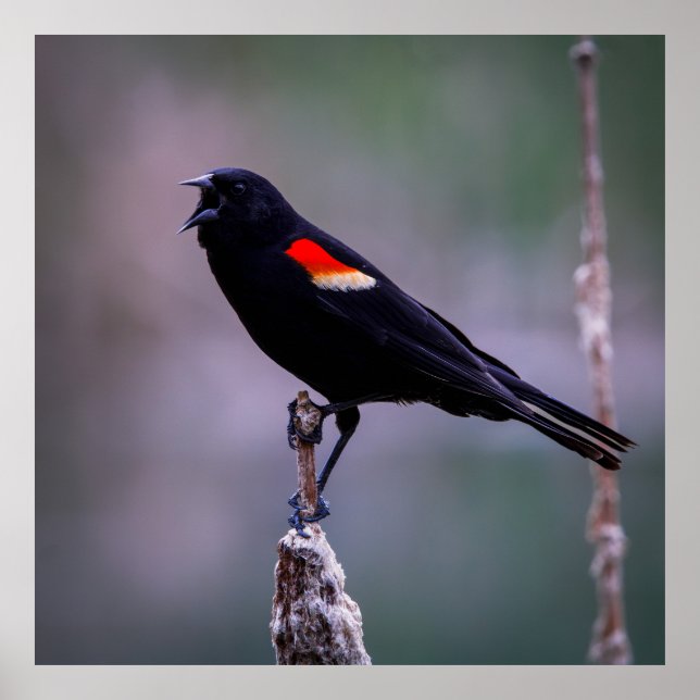 Sound Off Poster (Framsidan)