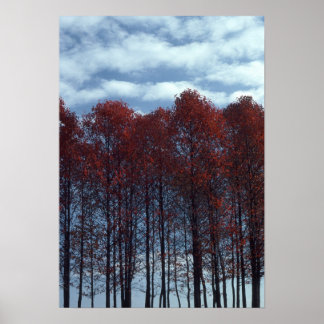 Sourwood Träd Bild Poster