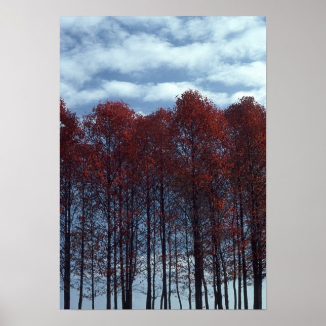 Sourwood Träd Bild Poster (Framsidan)