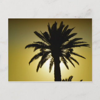 Sous les palmiers vykort