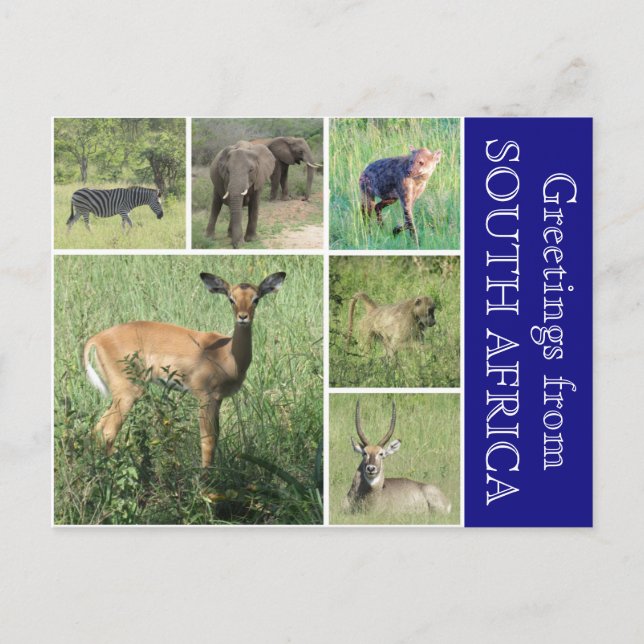 South african hälsning vykort (Framsida)
