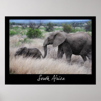 South Afrika Elephants Poster