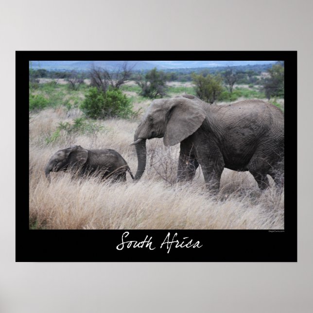 South Afrika Elephants Poster (Framsidan)