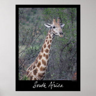 South Afrika Giraffe Poster