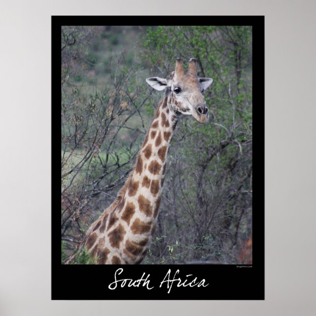 South Afrika Giraffe Poster (Framsidan)