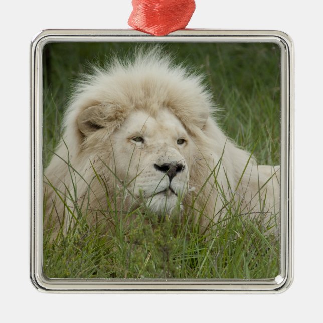 South Afrika, Öster London, Inkwenkwezi Private Julgransprydnad Metall (Framsidan)