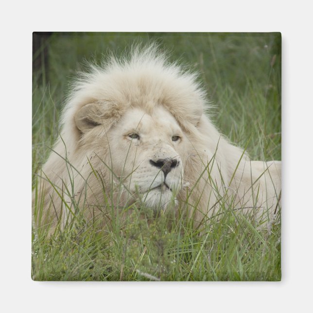 South Afrika, Öster London, Inkwenkwezi Private Magnet (Framsidan)