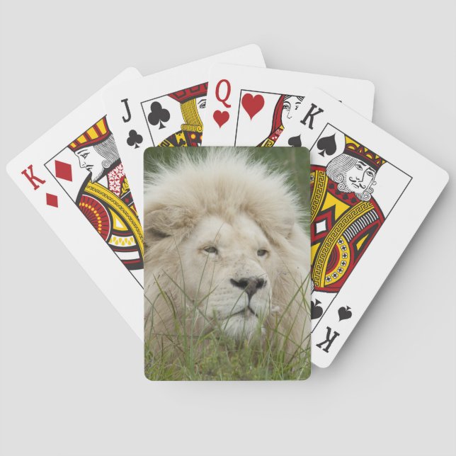 South Afrika, Öster London, Inkwenkwezi Private Spel Kort (Baksidan)