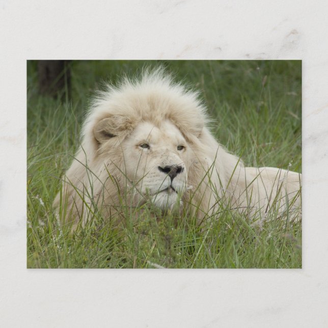 South Afrika, Öster London, Inkwenkwezi Private Vykort (Framsida)