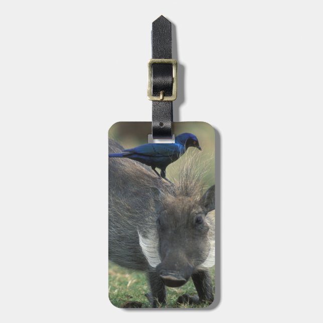 South Afrika, Pilanesburg GR, Warthog Bagagebricka (Vertikal Framsida)