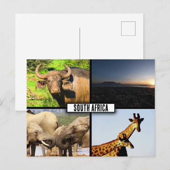South Afrika Wildlife Photo Collage Vykort (Fram/baksida)