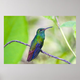 South America Costa Rica, Sarapiqui, LaSelva Poster