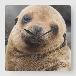 South America Ecuador, Galapagos öar Fyrkantig Klocka