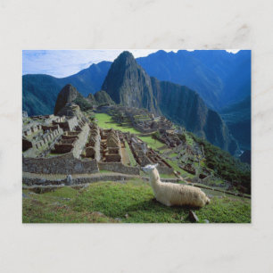 South America Peru. En llama vilar på en backe Vykort