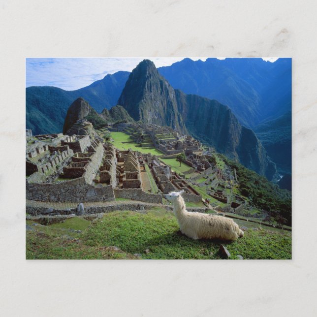 South America Peru. En llama vilar på en backe Vykort (Framsida)