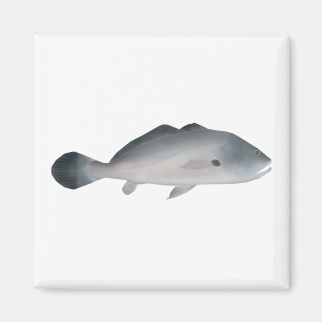 South American Silver Croaker Magnet (Framsidan)