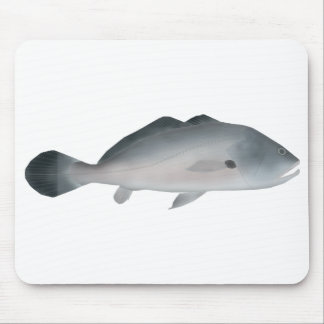 South American Silver Croaker Musmatta