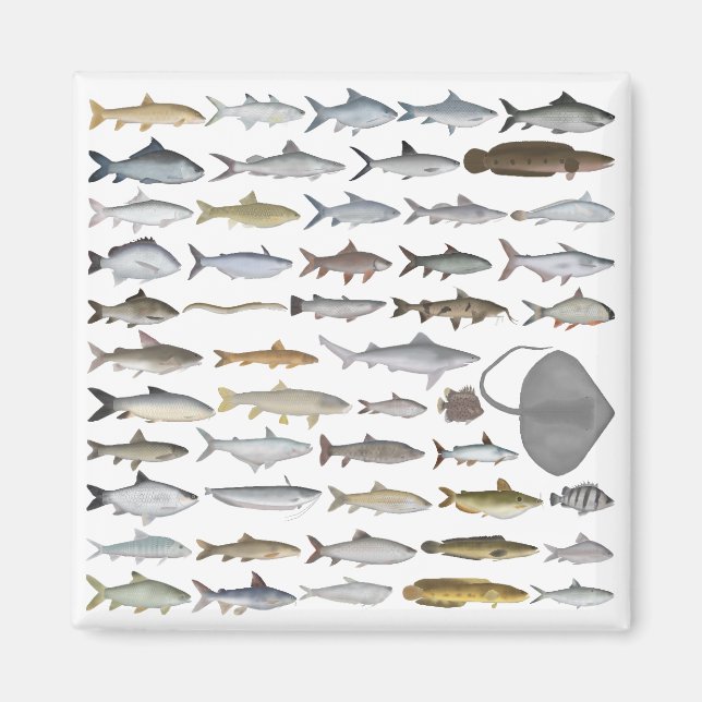 South Asia Freshwater Fish Group Magnet (Framsidan)