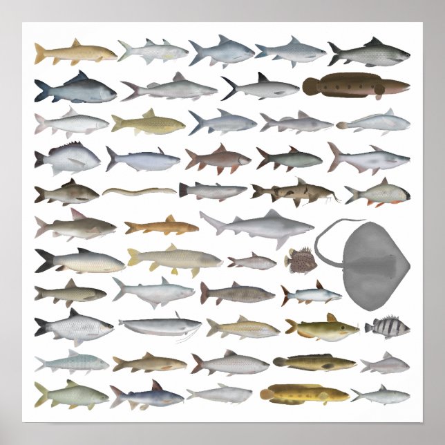 South Asia Freshwater Fish Group Poster (Framsidan)