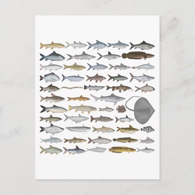 South Asia Freshwater Fish Group Vykort (Framsida)