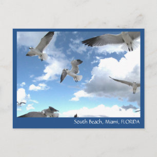 South Beach Miami Florida Fiskmås vykort