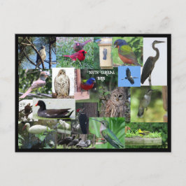 South Carolina Bird Species Collage Postcard Vykort