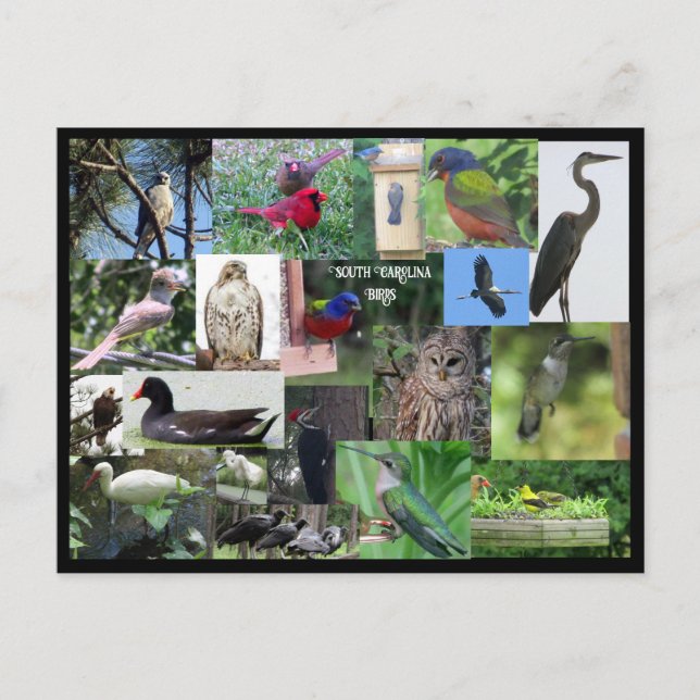 South Carolina Bird Species Collage Postcard Vykort (Framsida)
