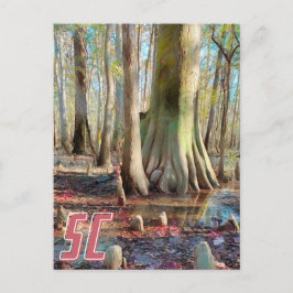 South Carolina Congaree Postcard Vykort