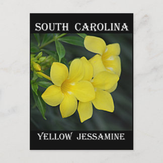 South Carolina Gult Jessamine Vykort