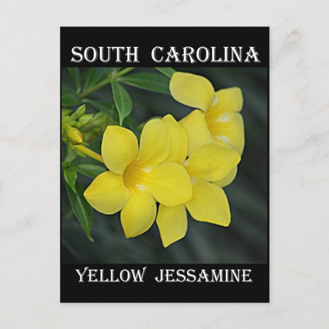 South Carolina Gult Jessamine Vykort (Framsida)