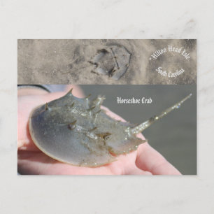 South Carolina Horseshoe krab Vykort
