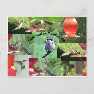 South Carolina Hummingbird Vykort