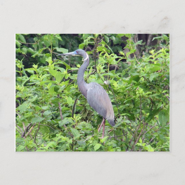 South Carolina Little Blue Heron vycard Vykort (Framsida)