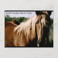 South Carolina Marsh Tacky