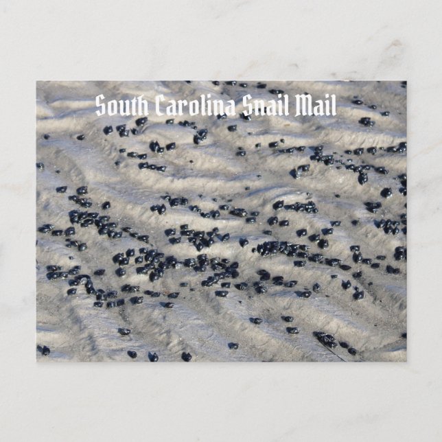 South Carolina Snigel Mail 2 Vykort (Framsida)
