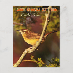 South Carolina State Bird: Carolina Wren Vykort