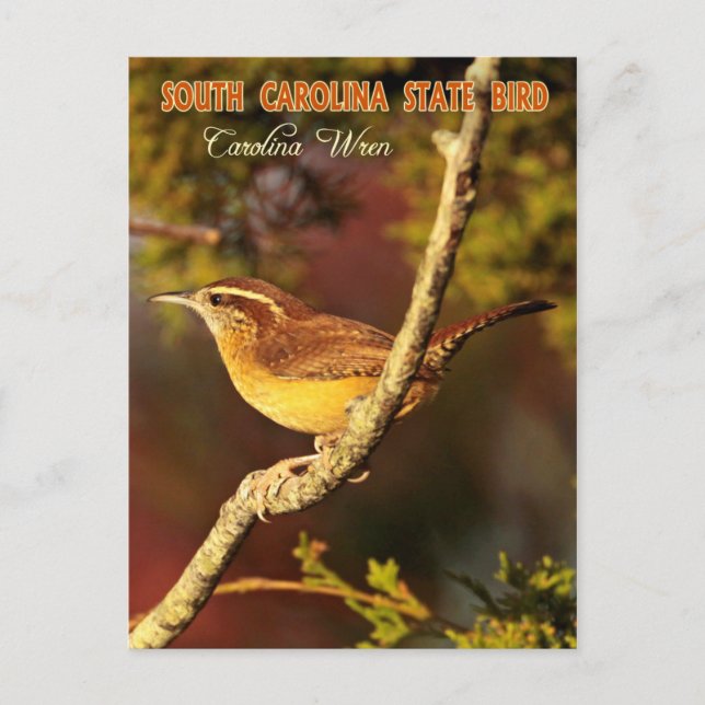 South Carolina State Bird: Carolina Wren Vykort (Framsida)