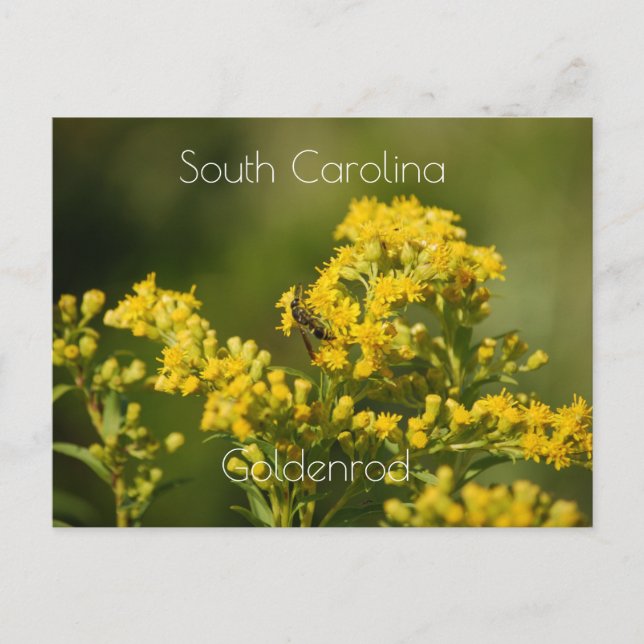 South Carolina State Flower Goldenrod Vykort (Framsida)